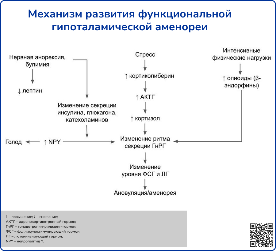 Механизм развития функциональной гипоталамической аменореи